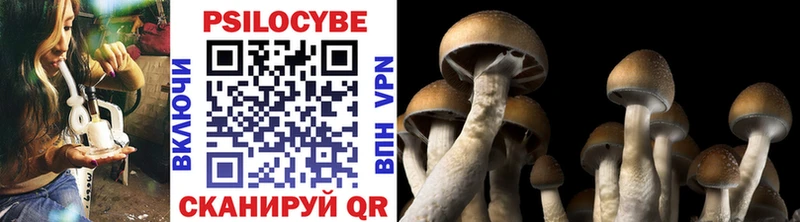 Купить  Вятские Поляны  Галлюциногенные грибы Psilocybe 